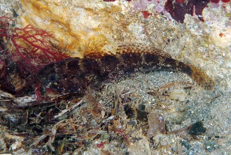 Giovane Gobius paganellus